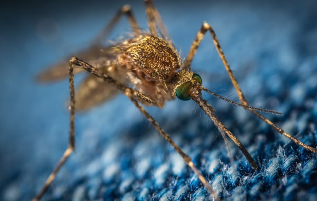 Viruses Can Make You More Attractive to Mosquitoes - Dr. Ramon - Ramon De La Puerta, MD