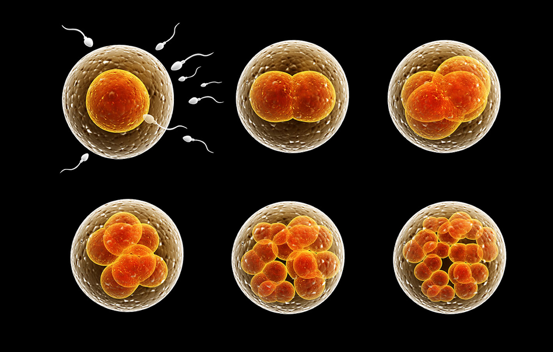 Is it Possible to Extend the Longevity of Reproductive Stem Cells? - Dr. Ramon - Ramon De La Puerta, MD
